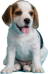 Cachorro beagle sentado, contento