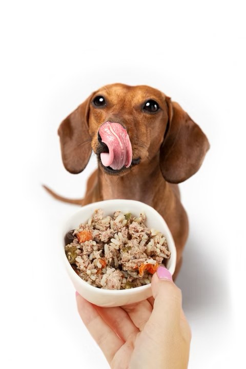 Perro salchicha relamiéndose frente a un plato de comida natural Delipet